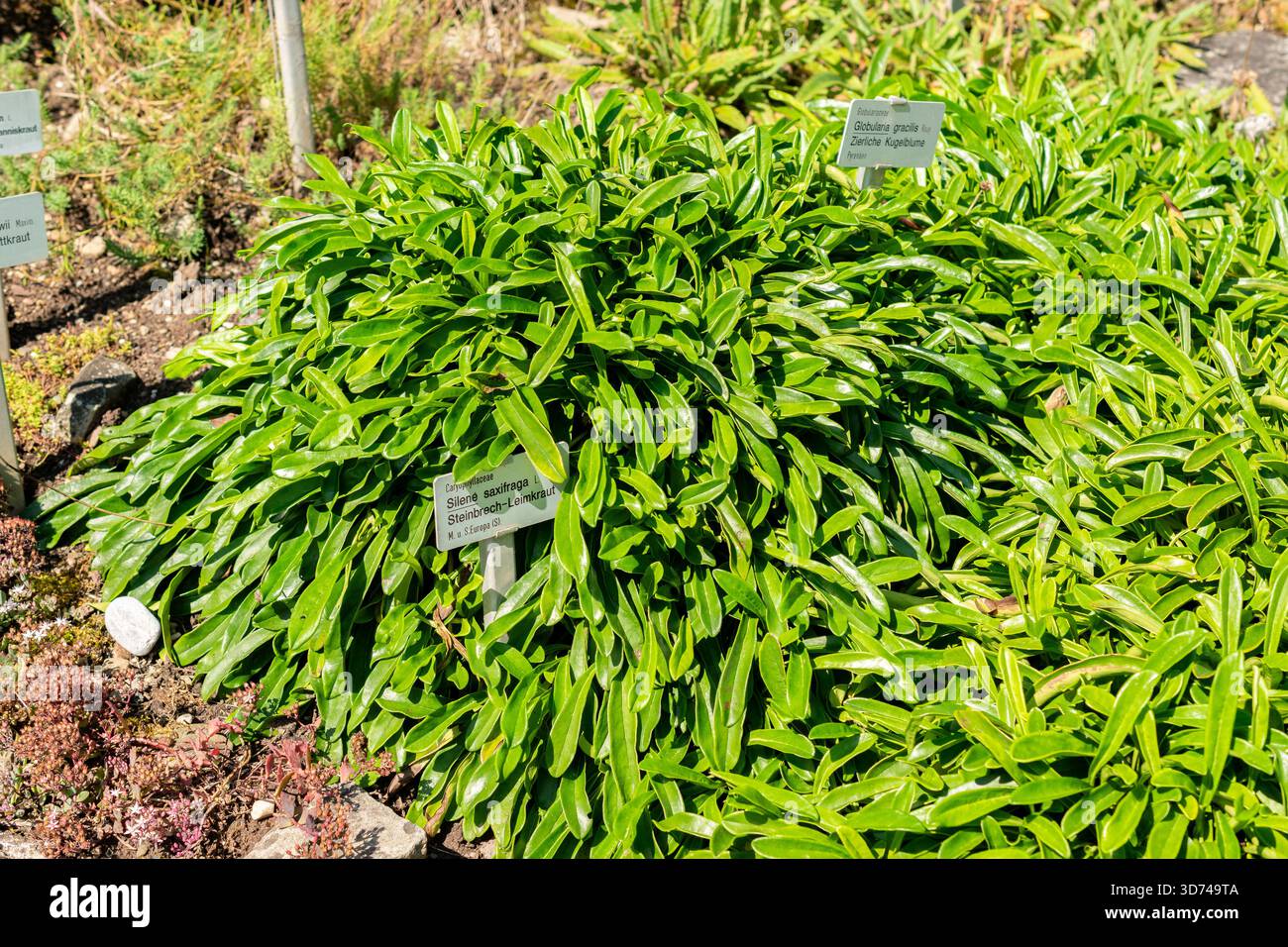 Saint-Gall, Suisse, 18 août 2025 plante Globularia gracilis au jardin botanique Banque D'Images