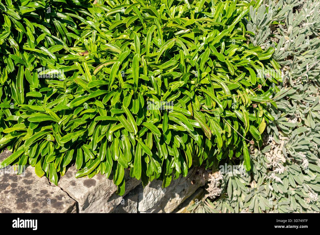Saint-Gall, Suisse, 18 août 2025 plante Globularia gracilis au jardin botanique Banque D'Images