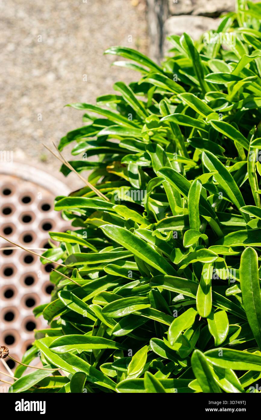 Saint-Gall, Suisse, 18 août 2025 plante Globularia gracilis au jardin botanique Banque D'Images