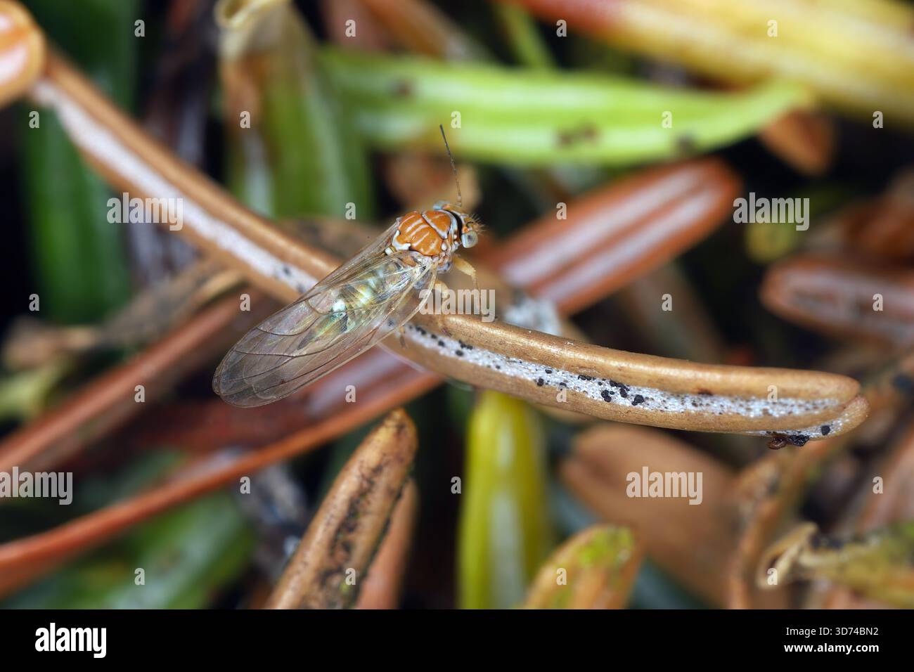 Les Psyllidae, les poux de la plante sauteuse ou psyllides, sont une famille de petits insectes qui se nourrissent des plantes. Insecte sur une aiguille de sapin sec. Banque D'Images