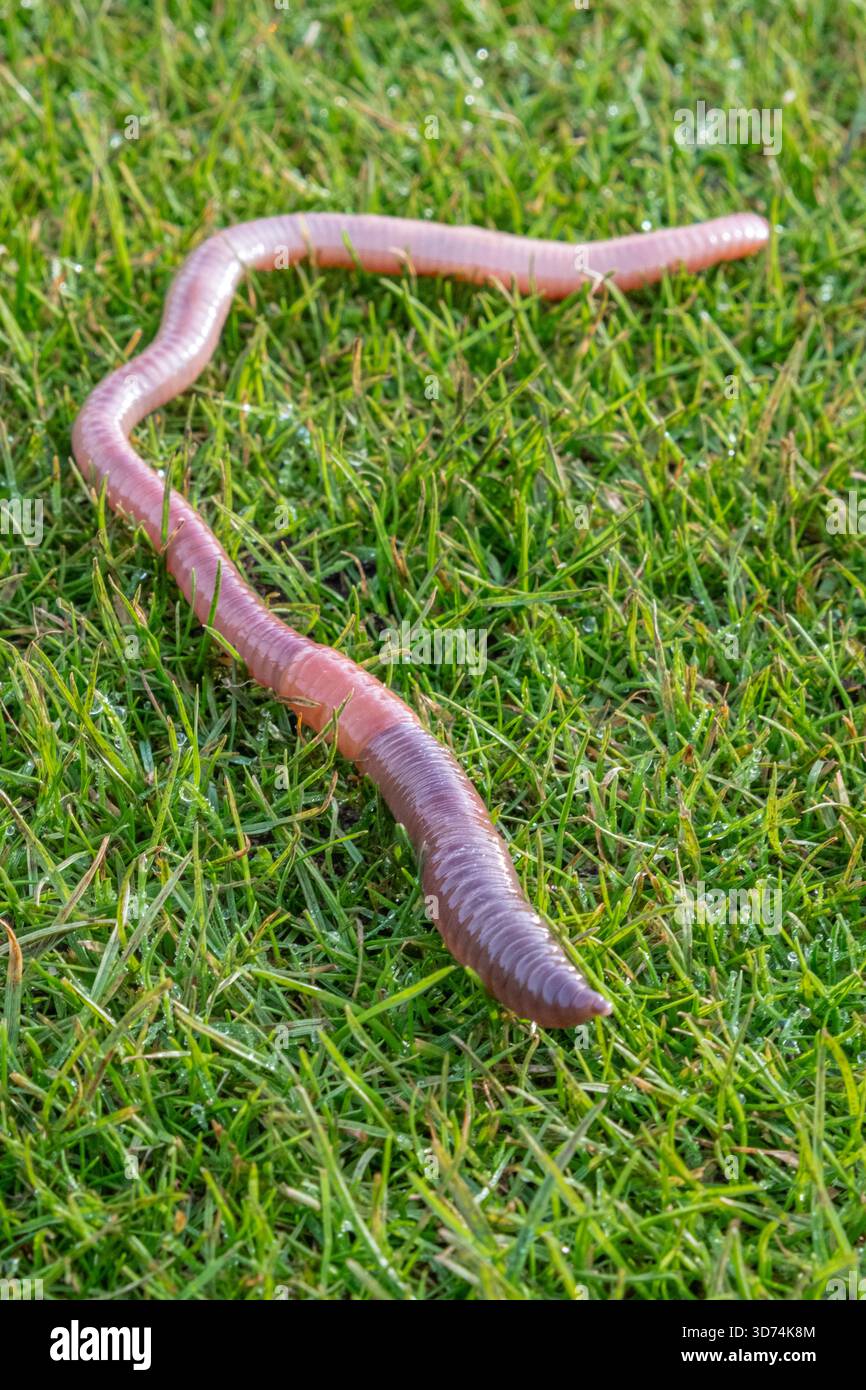 Ver de terre commun ou ver lob Lumbricus terrestris sur une pelouse d'herbe. Banque D'Images