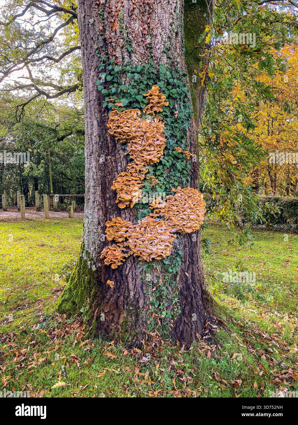 Arbre généalogique sur les champignons Banque D'Images