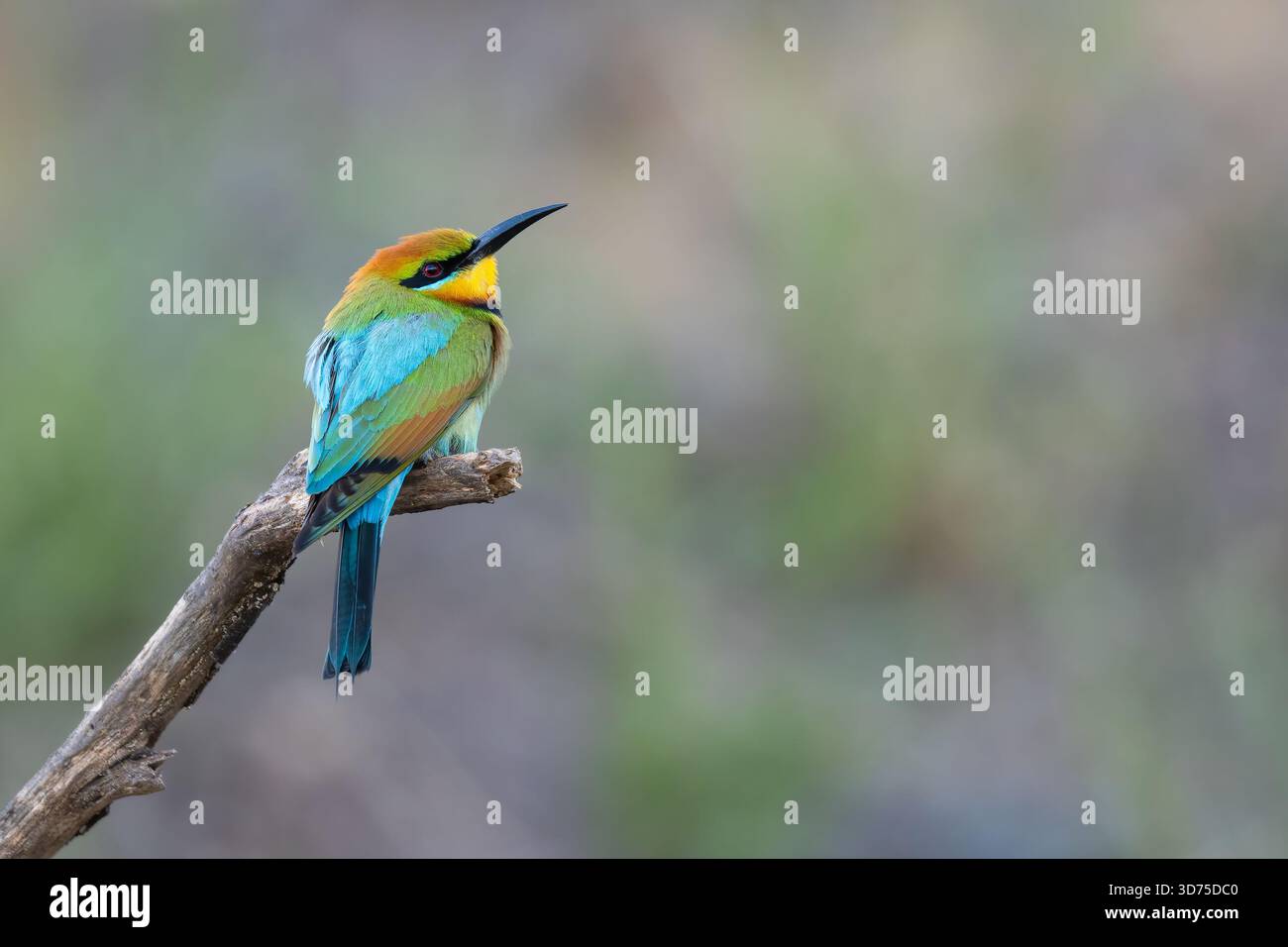 Mangeur d'abeilles arc-en-ciel (Merops ornatus), Perth, Australie occidentale. Magnifique oiseau migrateur australien. Banque D'Images