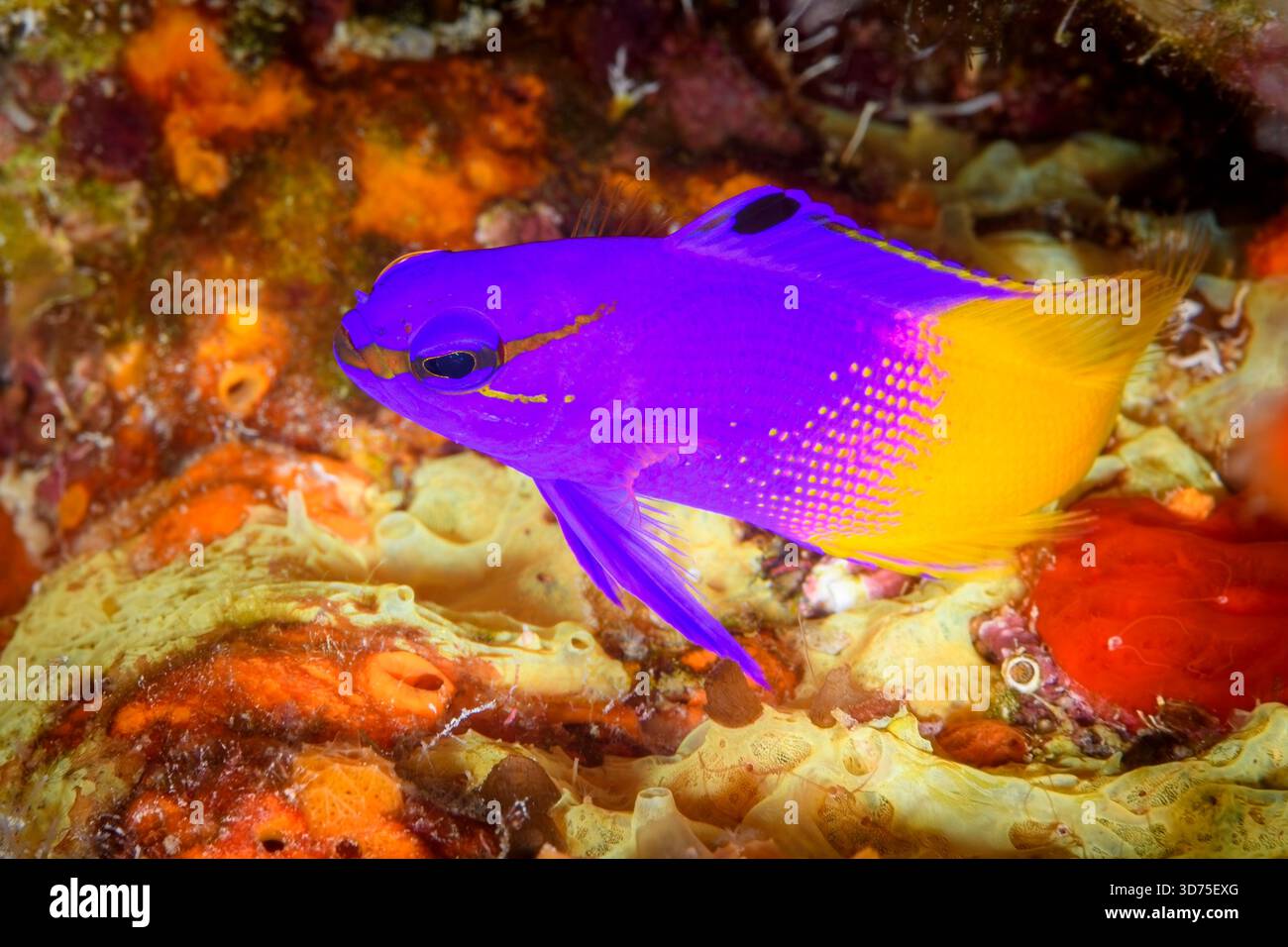 Fairy Basslet, Gramma loreto, Bonaire, pays-Bas des Caraïbes, mer des Caraïbes. Banque D'Images