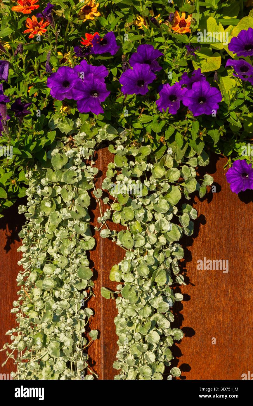 Helichrysum petiolare - plante de réglisse, fleurs de pétunia violettes poussant dans un récipient en métal de couleur rouille à la fin de l'été. Banque D'Images