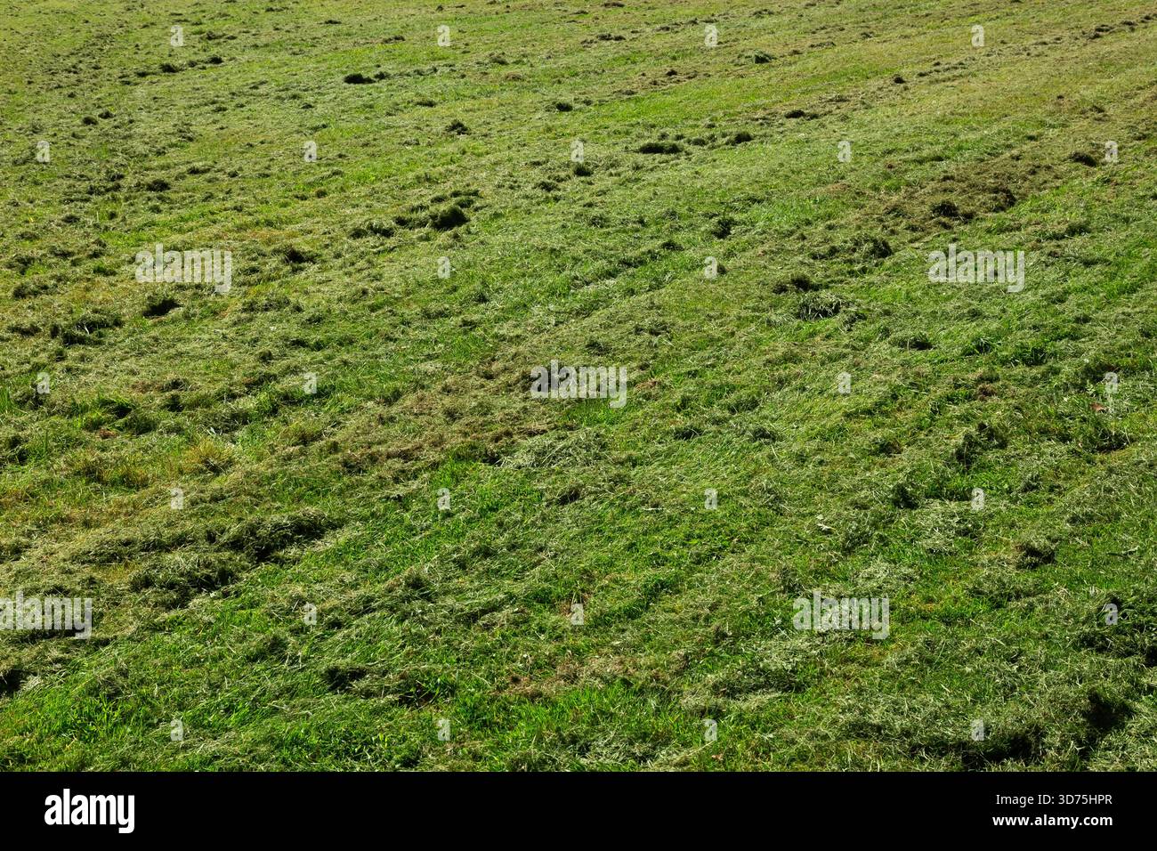 Pelouse tondue couverte de touffes d'herbe coupée dans le parc public à la fin de l'été. Banque D'Images
