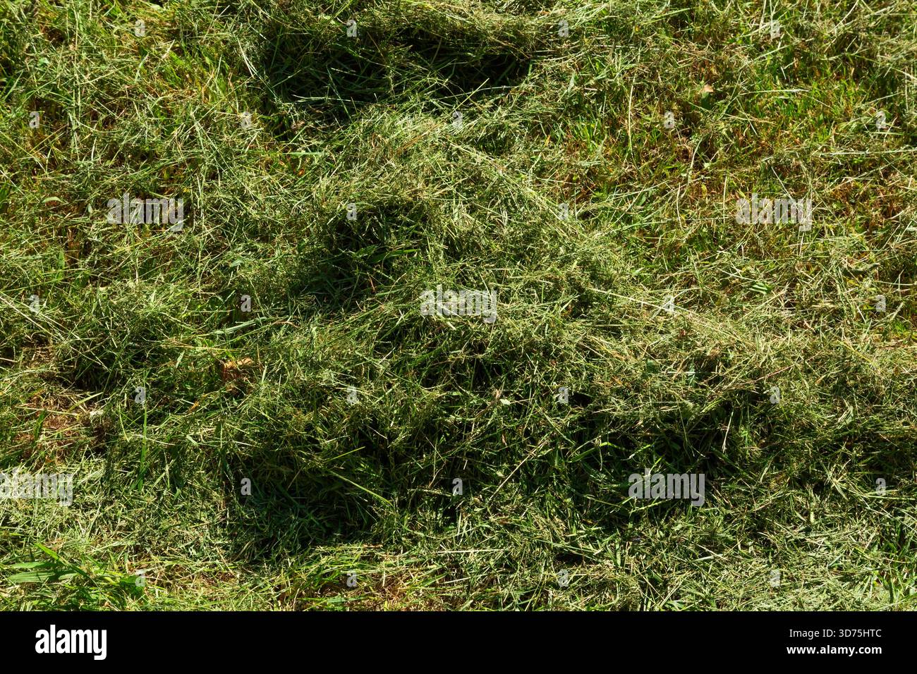 Gros plan de touffes d'herbe coupée sur la pelouse tondue à la fin de l'été. Banque D'Images