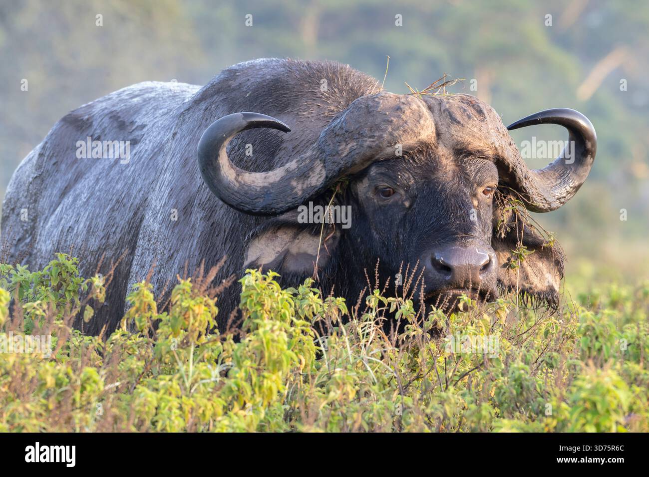 Afrique, ou Cape Buffalo (Syncerus caffer), Parc national du lac Nakuru, Kenya Banque D'Images