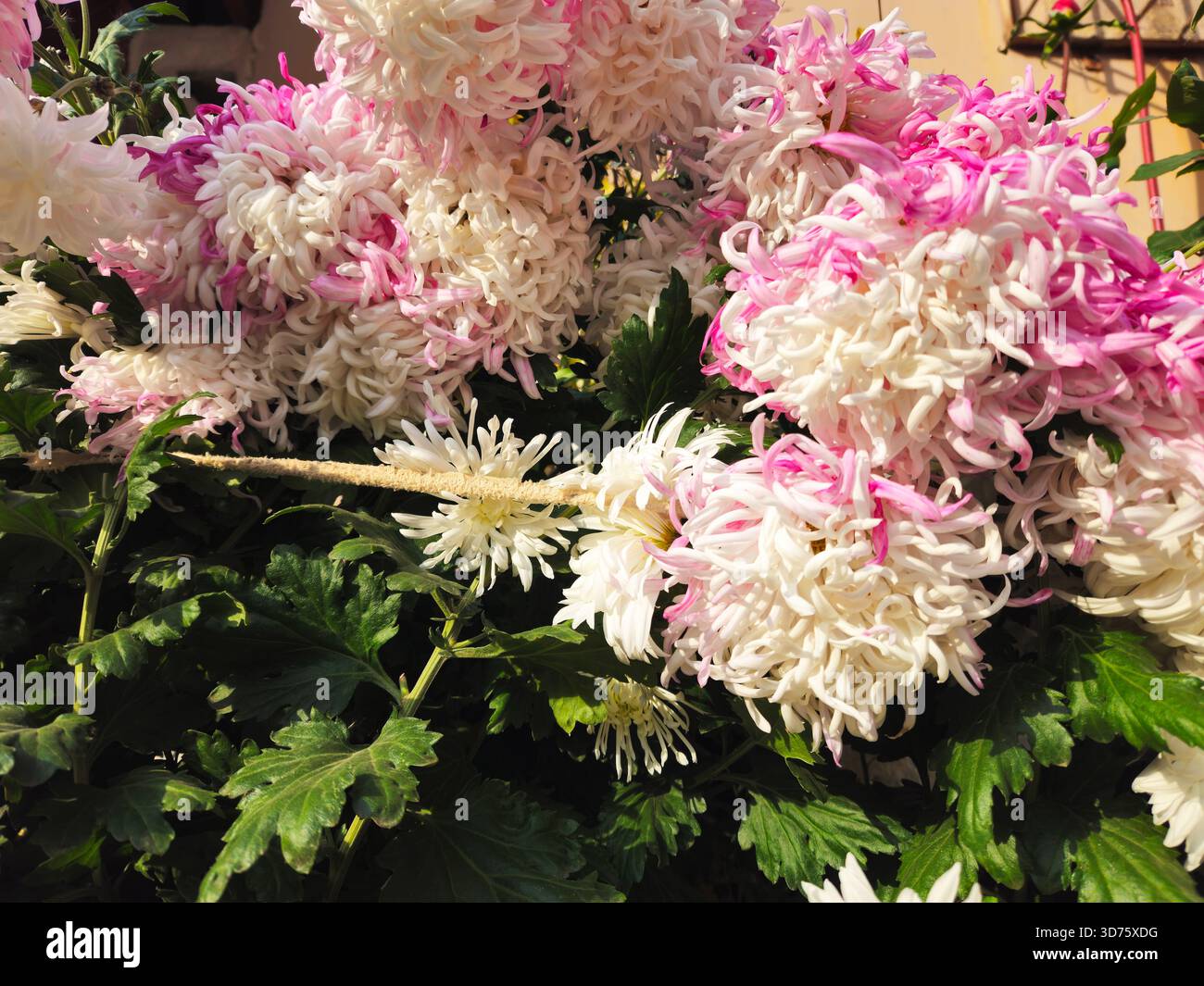 Chrysanthèmes à pointe rose en pleine floraison dans le jardin d'automne Banque D'Images