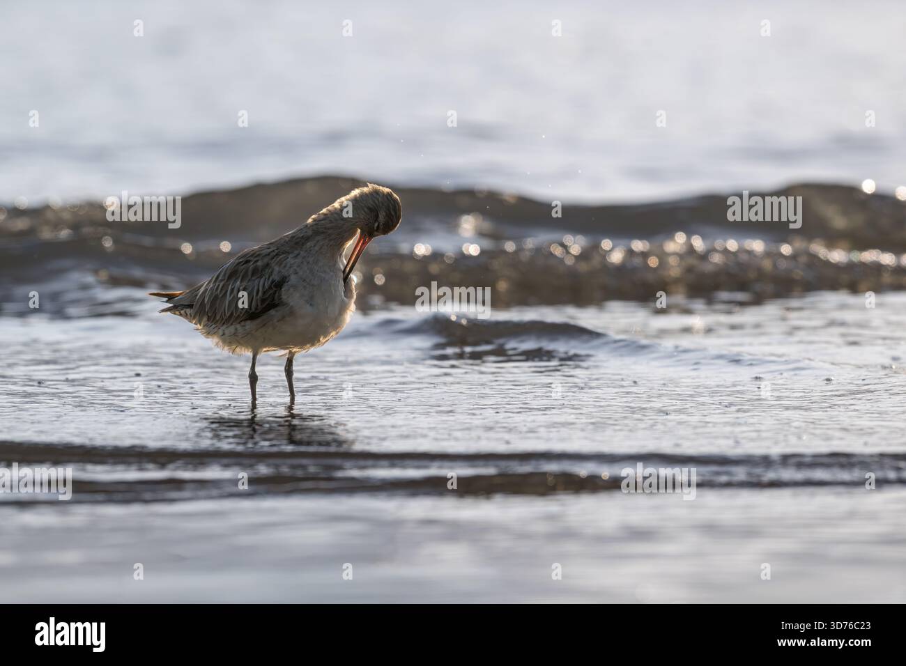 Un Godwit à queue de bar, rétroéclairé, se dresse dans l'eau profonde des genoux sur l'esplanade de Cairns, prenant une pause-repas sous la lumière du soleil tôt le matin. Banque D'Images