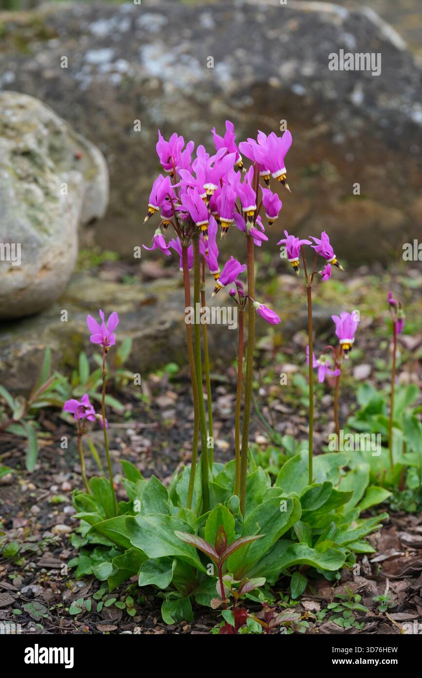 Primula pauciflora, jolie étoile filante, étoile filante peu fleurie, feuilles en forme de lance, ombres de fleurs rose-violet profond marron central et jaune Banque D'Images