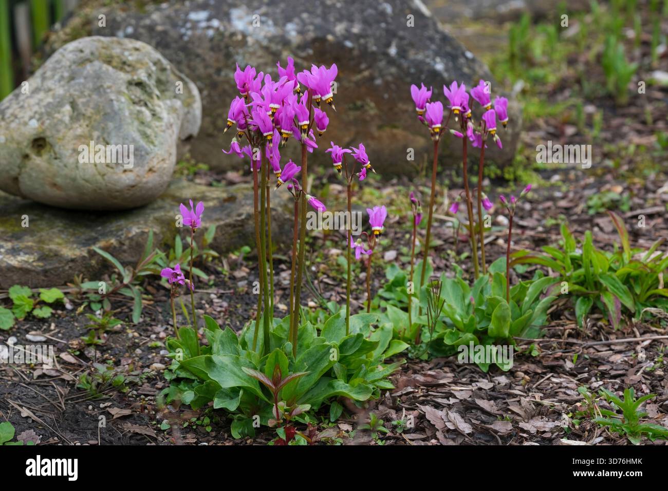 Primula pauciflora, jolie étoile filante, étoile filante peu fleurie, feuilles en forme de lance, ombres de fleurs rose-violet profond marron central et jaune Banque D'Images