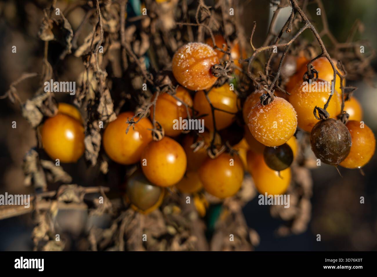 Gros plan sur les tomates cerises jaunes et les vignes séchées couvertes de gel blanc et de dommages par le froid sur un matin d'automne glacial prêt à perdre la récolte Banque D'Images