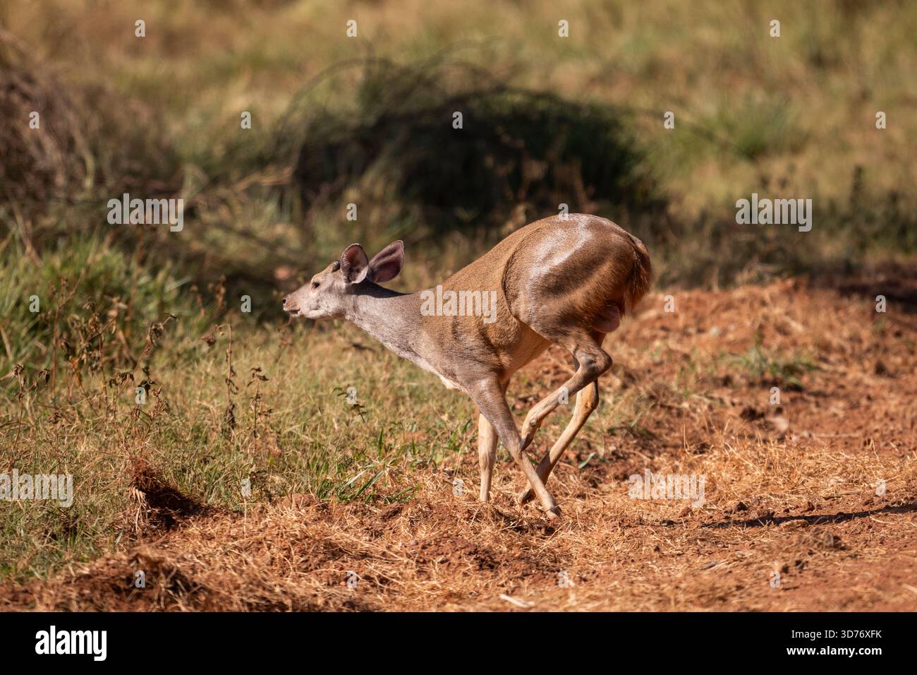 Cerf gris brocket dans le Pantanal de Miranda, Mato Grosso do Sul Banque D'Images