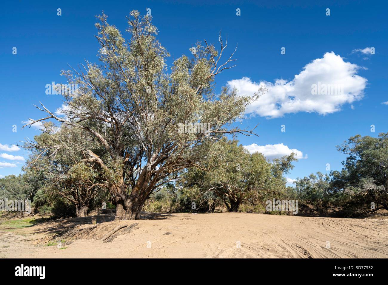 River Gum on Sandy Beach, Cooper's Creek, Windorah, Queensland, Australie Banque D'Images