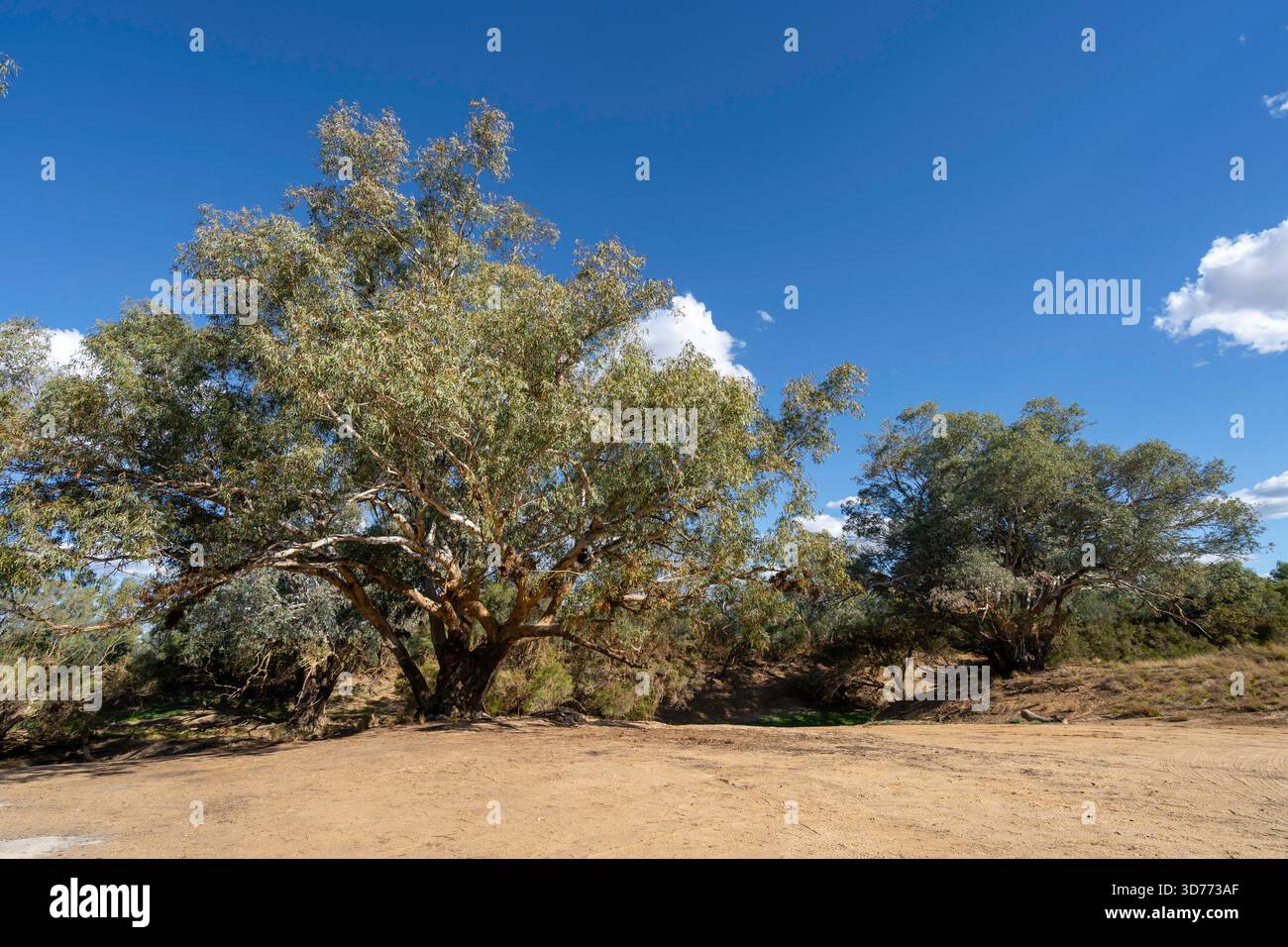 River Gum on Sandy Beach, Cooper's Creek, Windorah, Queensland, Australie Banque D'Images