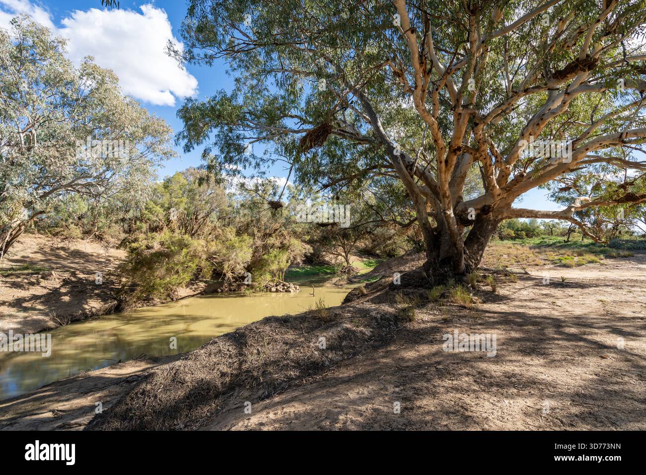 River Gum on Sandy Beach, Cooper's Creek, Windorah, Queensland, Australie Banque D'Images