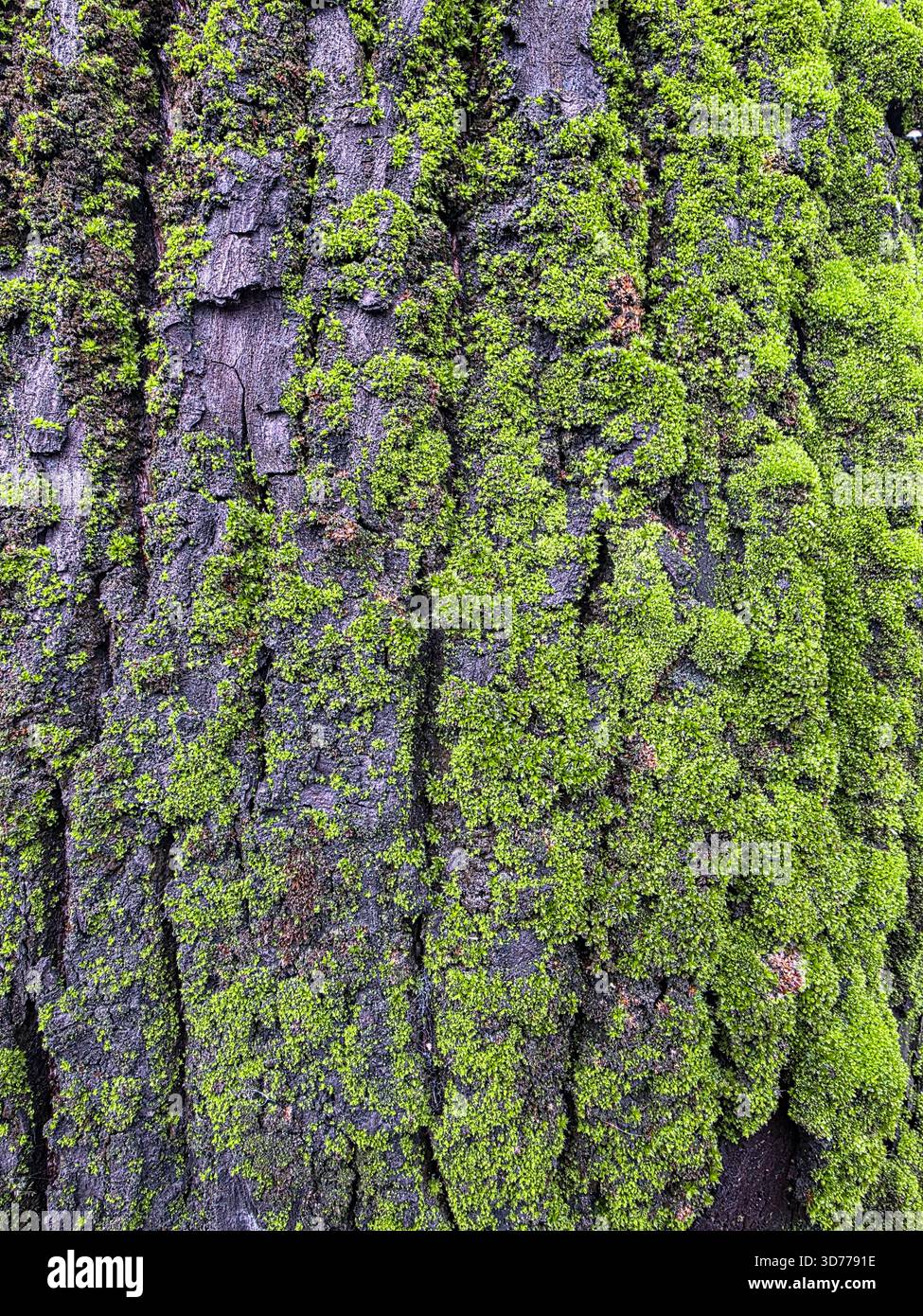 Vibrant Green Moss on Dark Tree Texturefortement texturé et magnifiquement recouvert de taches ​A vue rapprochée de l'écorce robuste et sombre d'un arbre mature - Image de stock capturée avec un smartphone