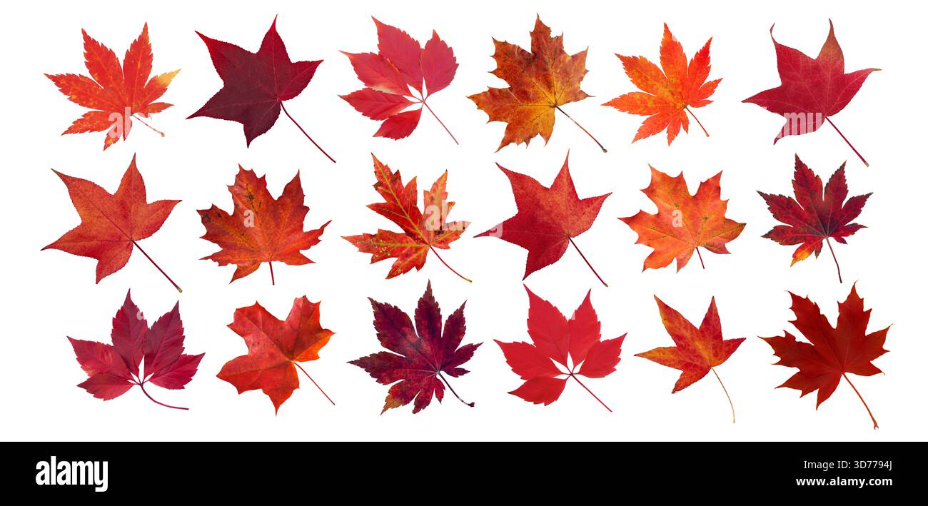 Collection de feuilles d'automne rouge vif de liquidambar, d'érable, de crampon de Virginie et d'érables japonais isolés sur blanc. Parfait pour desig. Saisonnier Banque D'Images