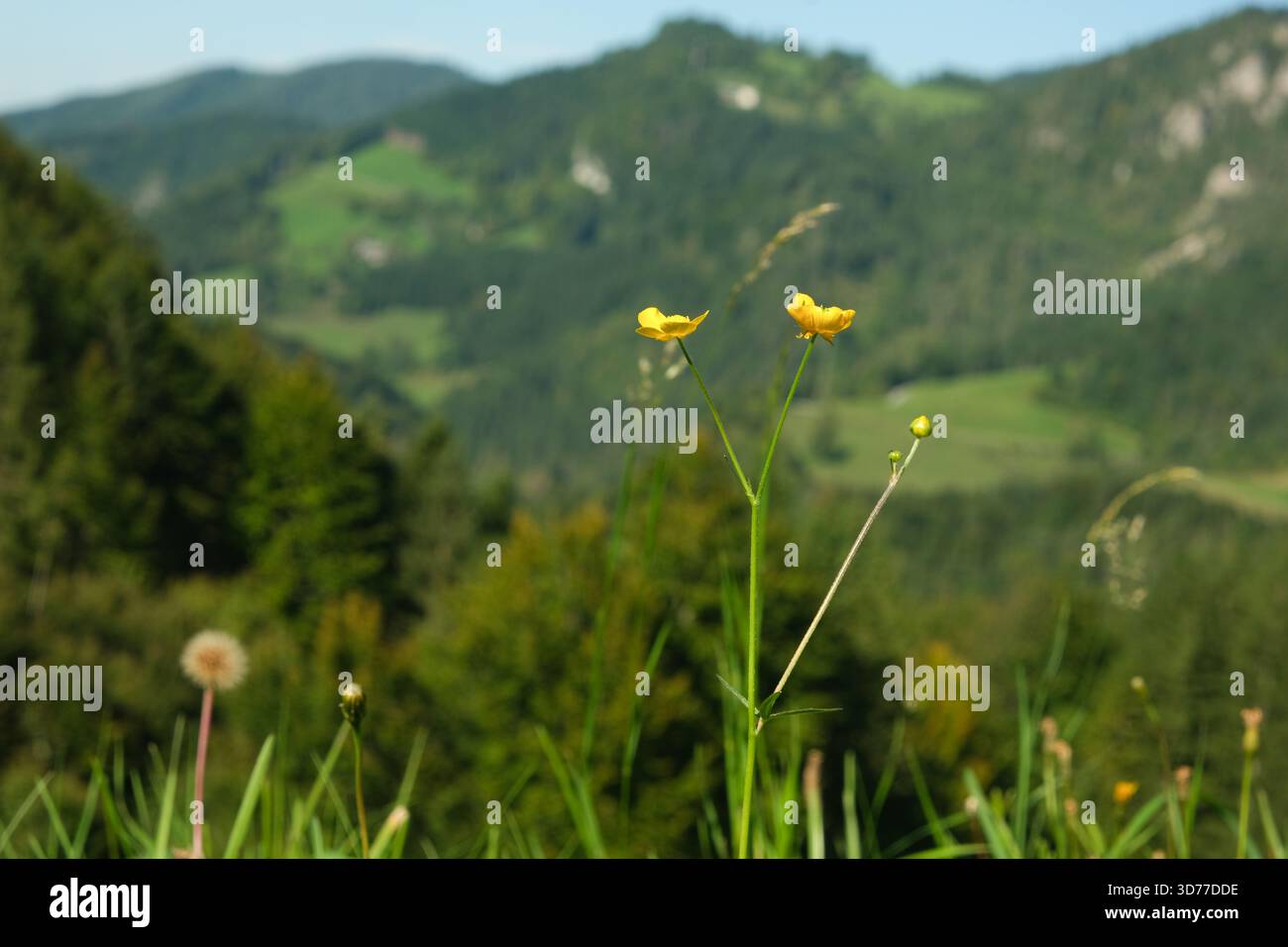 Mountain Meadow avec fleurs sauvages en fleurs et papillons sur fond de collines boisées Banque D'Images