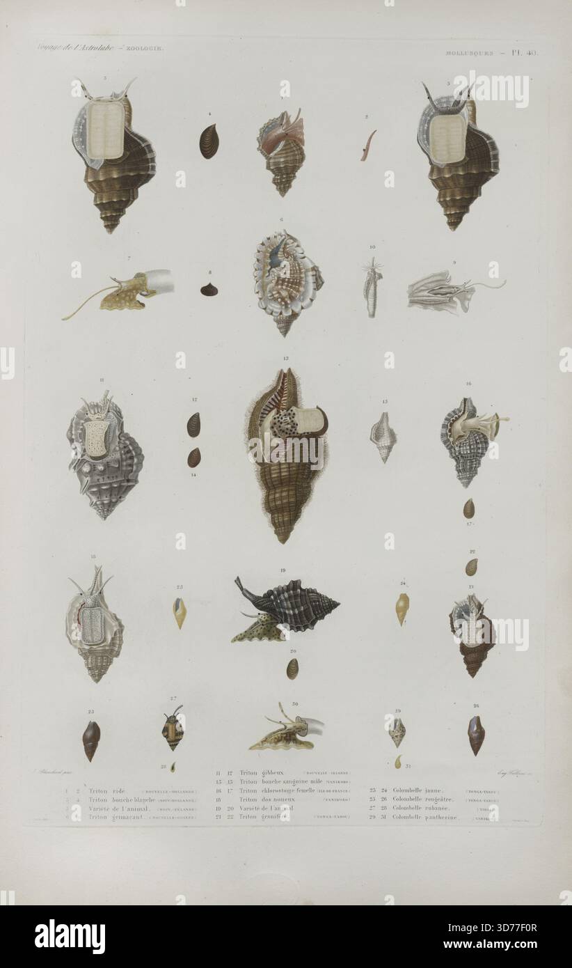 Une collection de mollusques représentés dans une série d'illustrations. Les images présentent diverses espèces, dont Triton ridé, Triton boucje blanche, une variété d'un animal de Nouvelle-Zélande, Triton grimacant de Nouvelle-Guinée, Triton gibbeux de Nouvelle-Irlande, Triton sanguine bouche mâle de Vanikoro, Triton chlorostome femelle d'Ile-de-France, Triton dos noueux de Vanikoro, Triton granifêre de Tonga-tabou, et Columbelle jaune, Columbelle Rougeâtre, Columrubanée de Vanikopia. Chaque illustration est étiquetée avec l'espèce Banque D'Images