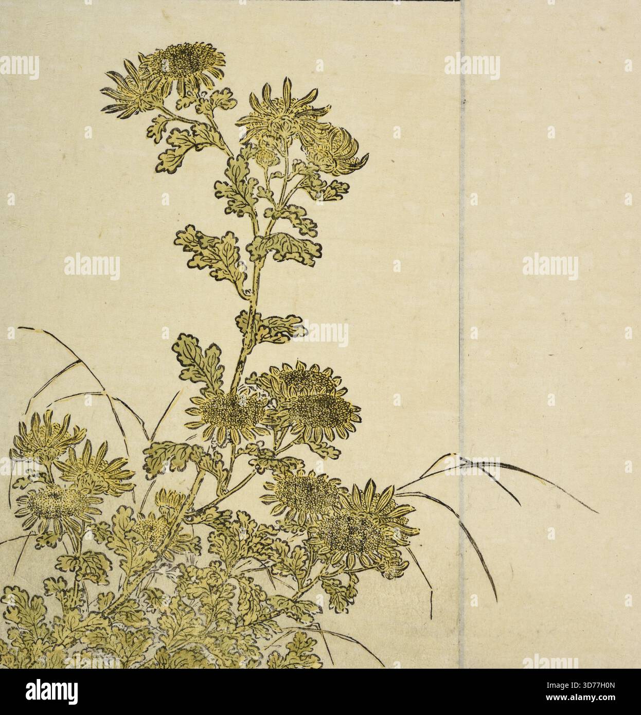 Chrysanthèmes, 1776, gravures sur bois, 8 1/2 x 11 3/4 po. (21,6 x 29,8 cm Banque D'Images