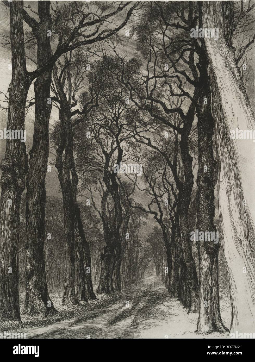 Une avenue dans le parc de Saint-Cloud en hiver., 1897 - 1899, 1894. Arbres, Parcs, France, Saint-Cloud., État noté avec numéro de référence standard Banque D'Images