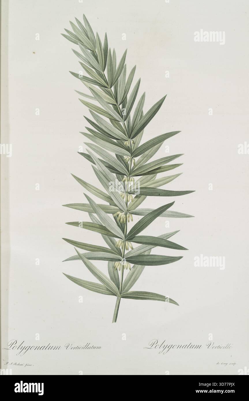 Illustration botanique du Polygonatum verticillatum, également connu sous le nom de sceau de Salomon guerrier, créé par Pierre Joseph redouté entre 1805 et 1816. L'œuvre présente des représentations détaillées des feuilles et des fleurs de la plante, soulignant ses caractéristiques comme faisant partie de la famille du lis. Publié à Paris par chez l'auteur, il est noté comme une deuxième édition limitée dans une monographie en plusieurs parties sur la botanique Banque D'Images