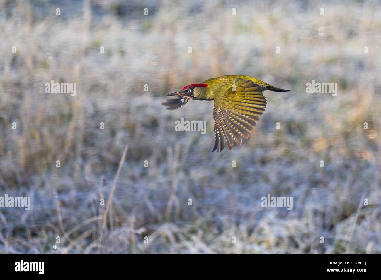 Pic vert (Picus viridis) mâle volant dans un paysage hivernal givré, Bade-Wuerttemberg, Allemagne Banque D'Images