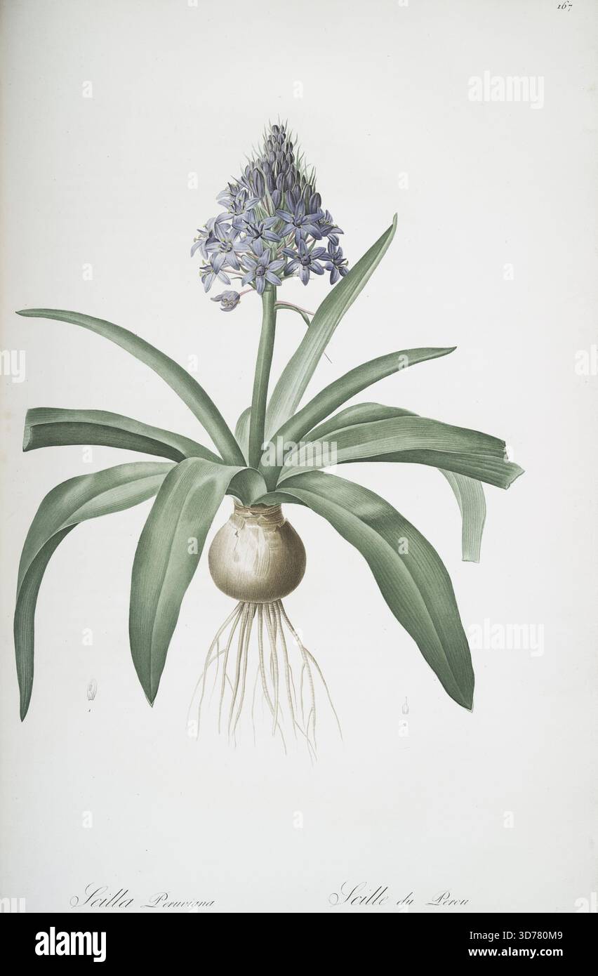 Scilla peruviana, illustrée par Pierre Joseph redouté entre 1805 et 1816. L'œuvre met en vedette le lis cubain ou Jacinthe péruvienne, publié à Paris par chez l'auteur et imprimé par Didot jeune. Il s'agit d'une deuxième édition limitée d'une monographie en plusieurs parties axée sur les feuilles, les fleurs et la botanique, mettant spécifiquement en évidence les lis Banque D'Images