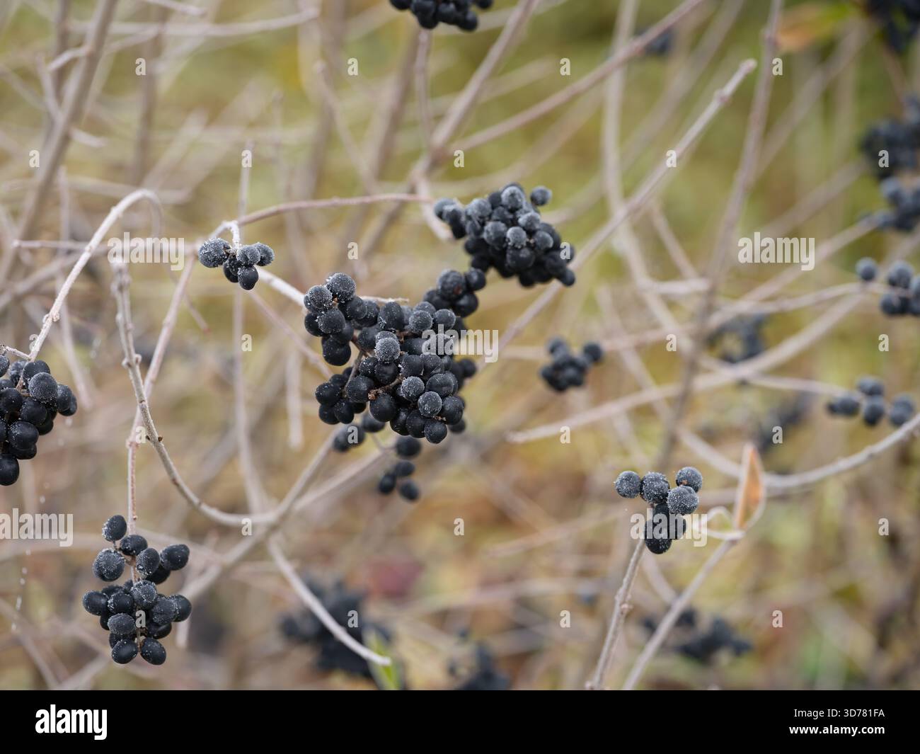 Gros plan de grappes de baies noires couvertes de givre blanche par une froide journée d'hiver. Banque D'Images