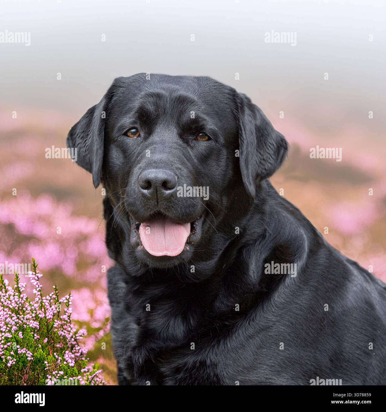 black labrador retriever sur une lande brumeuse Banque D'Images