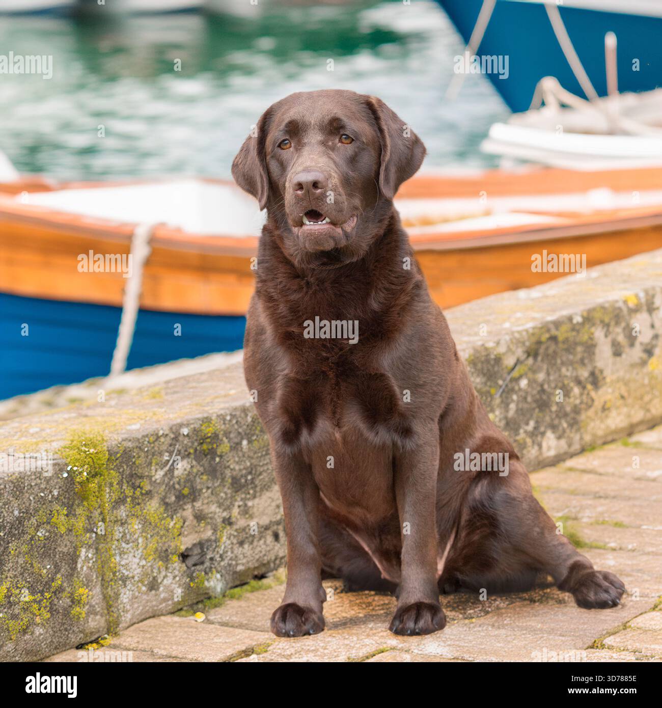 chocolate labrador retriever, assis au port Banque D'Images