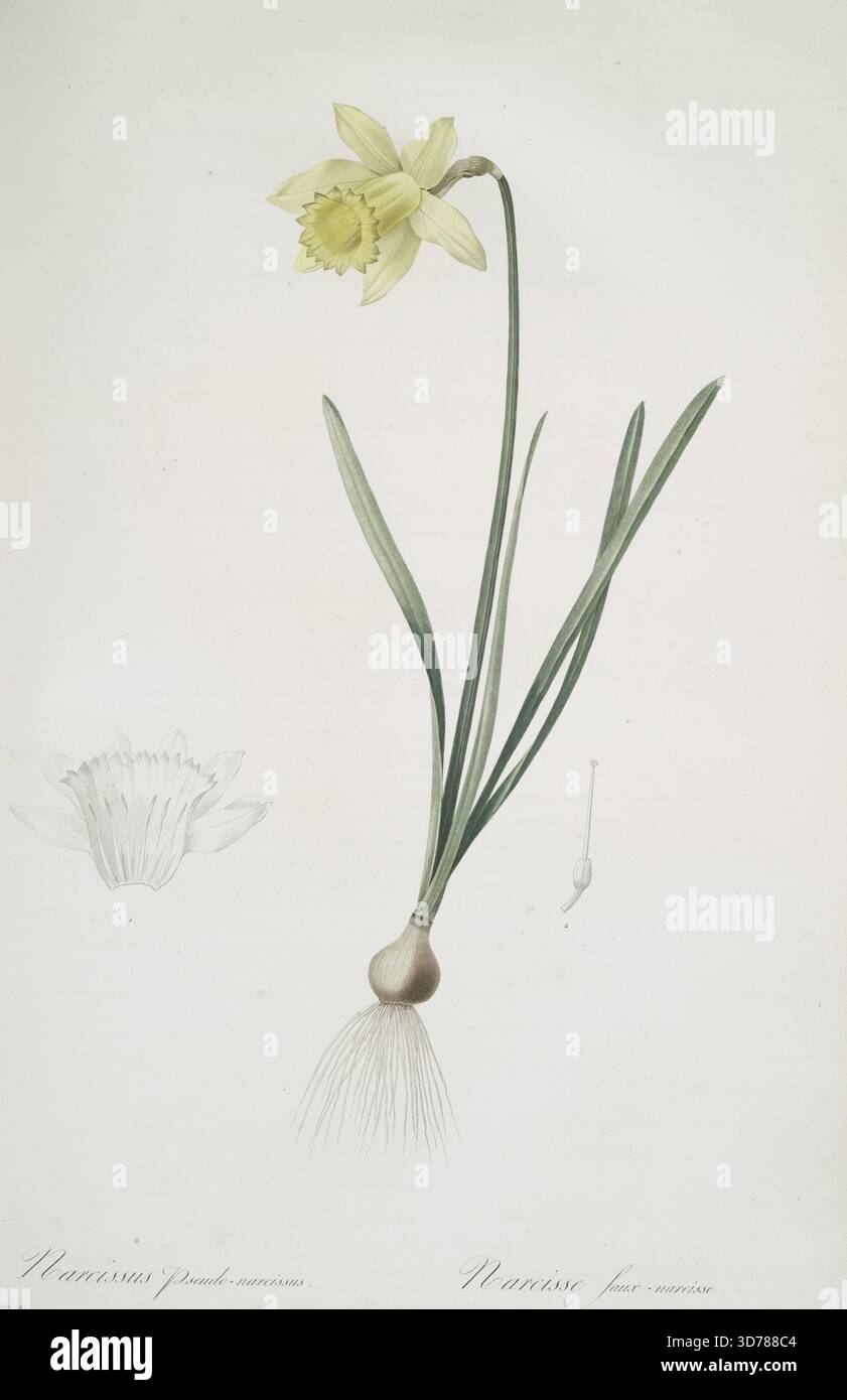 Narcisse pseudo-narcisse, aussi connu sous le nom de Lys de Carême de jonquille, illustré par Pierre Joseph redouté entre 1805 et 1816. Cette représentation botanique met en valeur les feuilles et les fleurs de la plante, reflétant sa classification dans la famille du lis. L'ouvrage a été publié à Paris par chez l'auteur, avec une deuxième édition limitée imprimée par Impr. De Didot jeune Banque D'Images