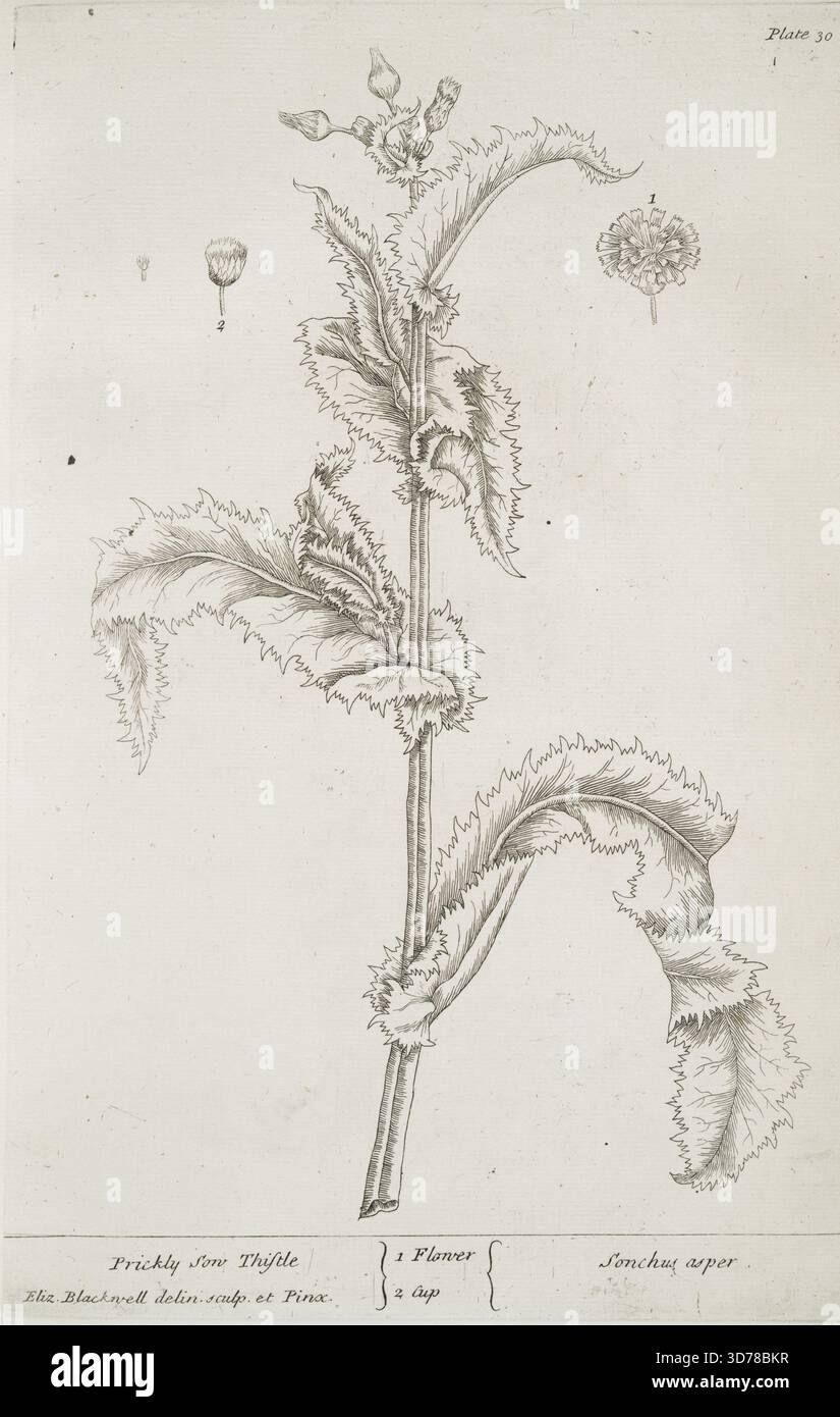 Chardon de semis piquant (Sonchus Asper), publié en 1739 par Elizabeth Blackwell à Londres pour J. Norse. L'image présente des gravures de la plante, mesurant 24 x 36 cm Banque D'Images