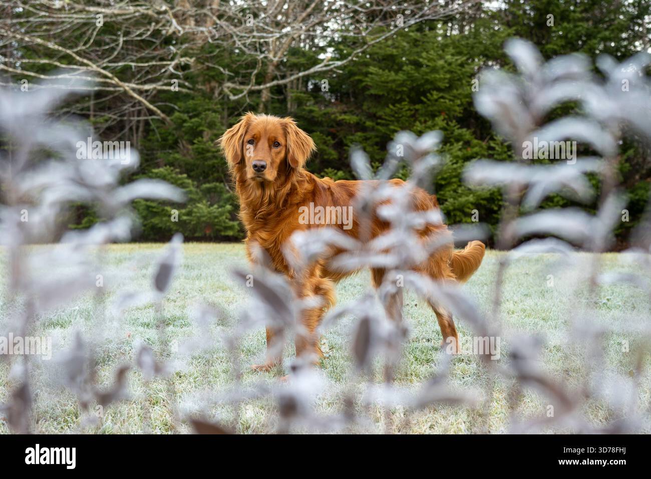 Chien Golden retriever au gingembre encadré par des feuilles givrées dans un paysage naturel Banque D'Images