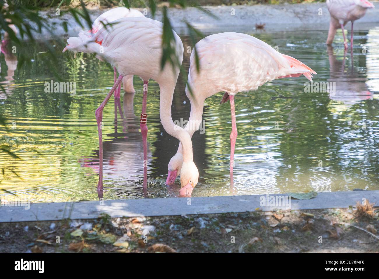 Deux flamants roses pâles plient leur long cou pour se nourrir dans l'eau peu profonde, créant une forme de coeur symétrique dans une composition romantique et ensoleillée. Banque D'Images