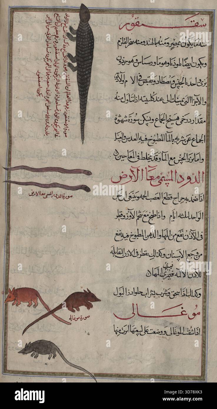 L'image présente une représentation de divers animaux et leurs étiquettes correspondantes. Au sommet se trouve un Skink (Scincus officinalis), identifié comme 'sqanqûr'. Au milieu, il y a des vers de terre (Super-famille Lumbricoidea), étiquetés 'al-dûd'. En bas, une souris musaraignée (espèce Sorex ; Crocidura zarudnyi ; Crocidura susiana) est marquée comme 'mûghâlî', accompagnée d'une souris domestique. L'image apparaît sur fol. 82v et a été créé entre 1889 et 1890 soit à Téhéran ou Mashhad. Les dimensions des sections varient, le haut mesurant 15,7 x 3 cm, le milieu 2,5 x 10 cm et le bas 11,1 x 11 cm Banque D'Images