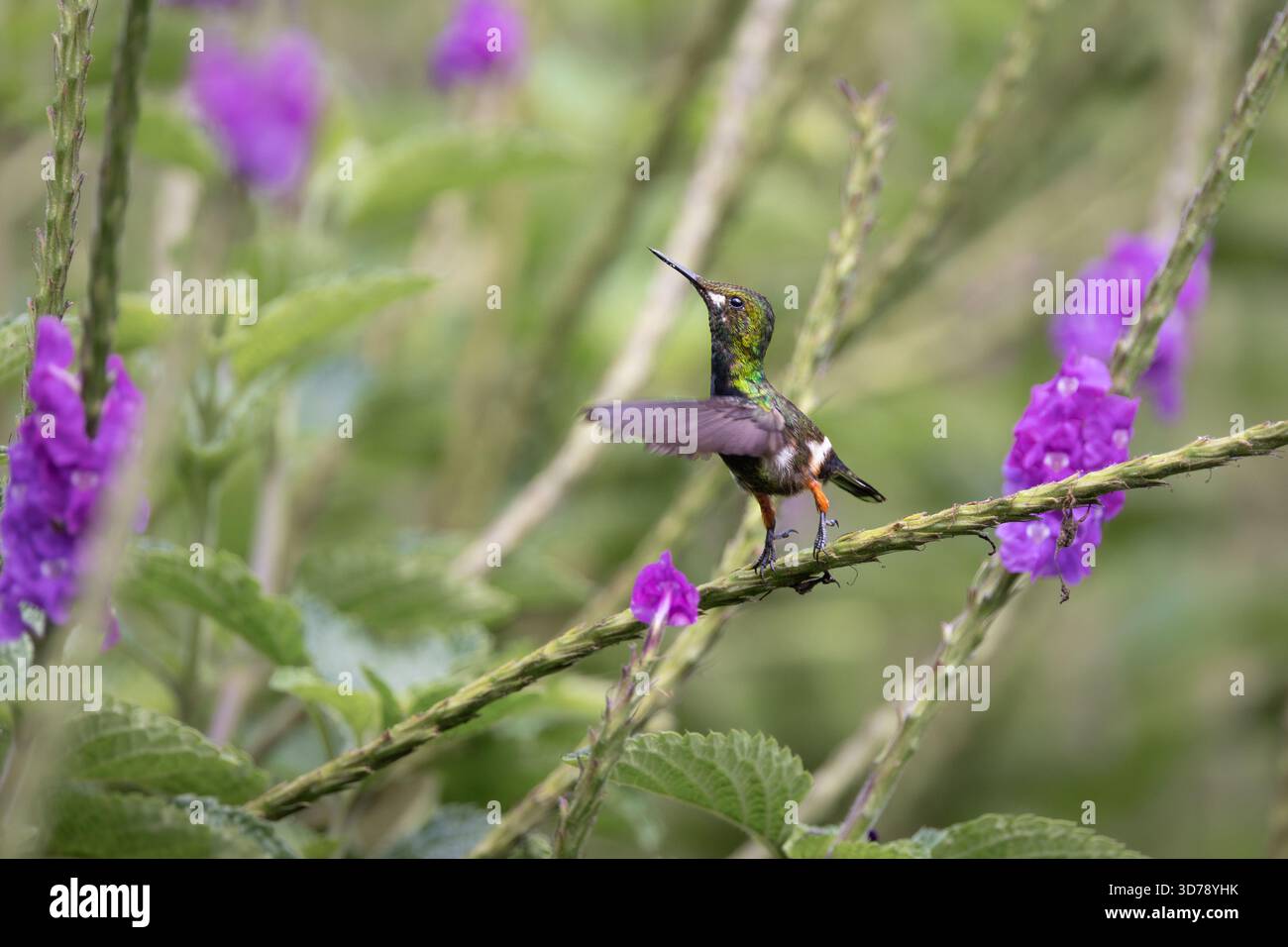Femelle popelairii (Discosura popelairii) perchée sur une plante à fleurs dans la forêt nuageuse de Gonzalo Díaz de Pineda, Napo, Équateur Banque D'Images