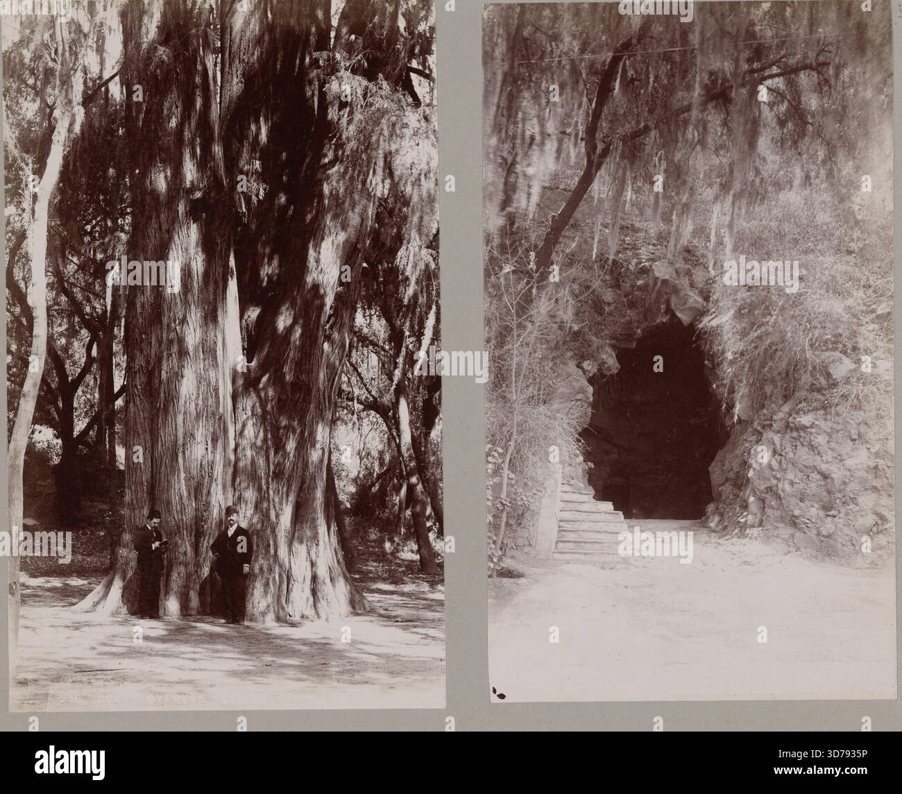 Arbre, 1898, arbres, Mexique, impression argentée gélatine, tapis / 10 1/2 x 13 3/4 po (26,7 x 34,9 cm Banque D'Images