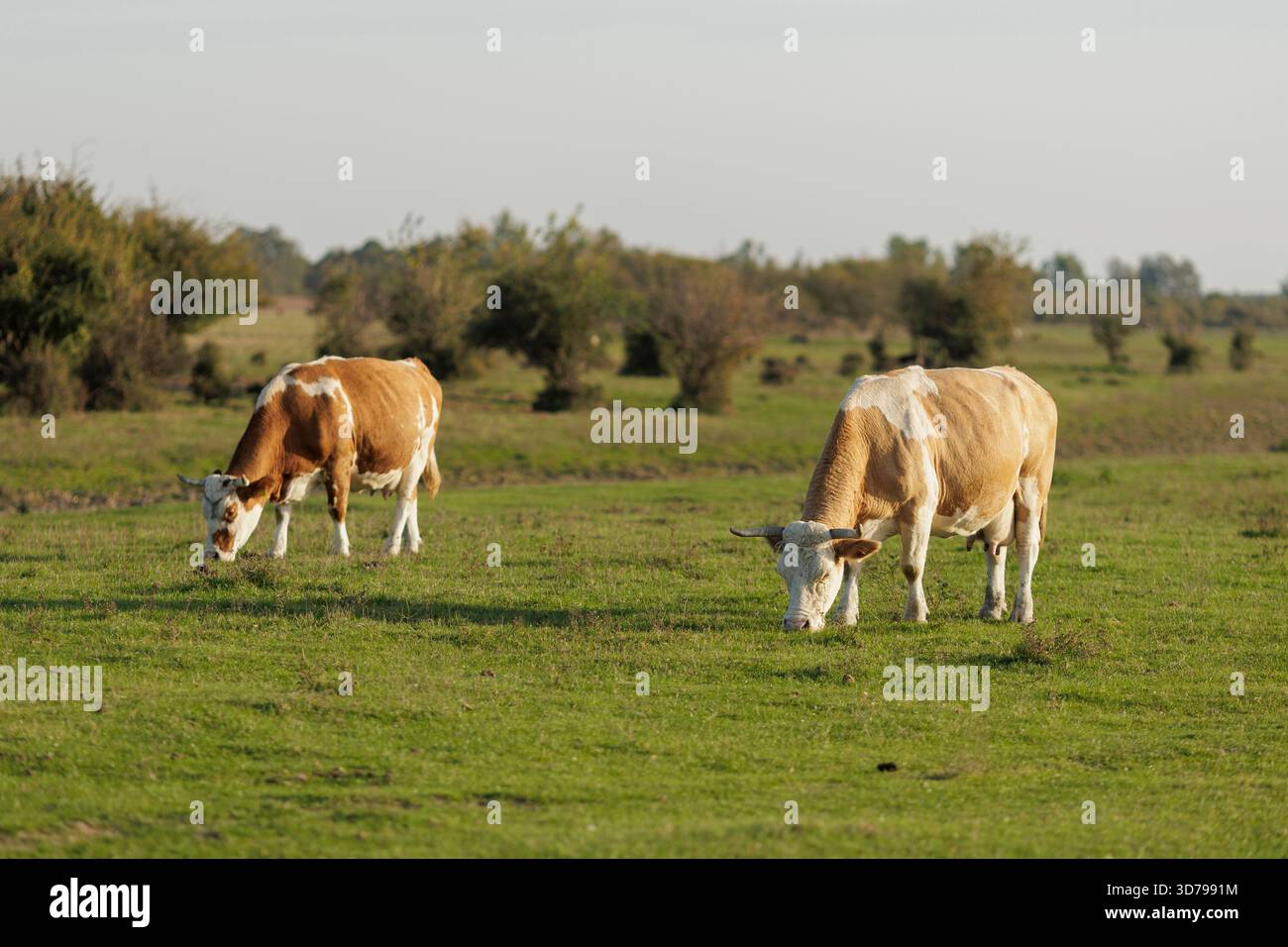 Vaches qui paissent paisiblement dans un champ verdoyant Banque D'Images