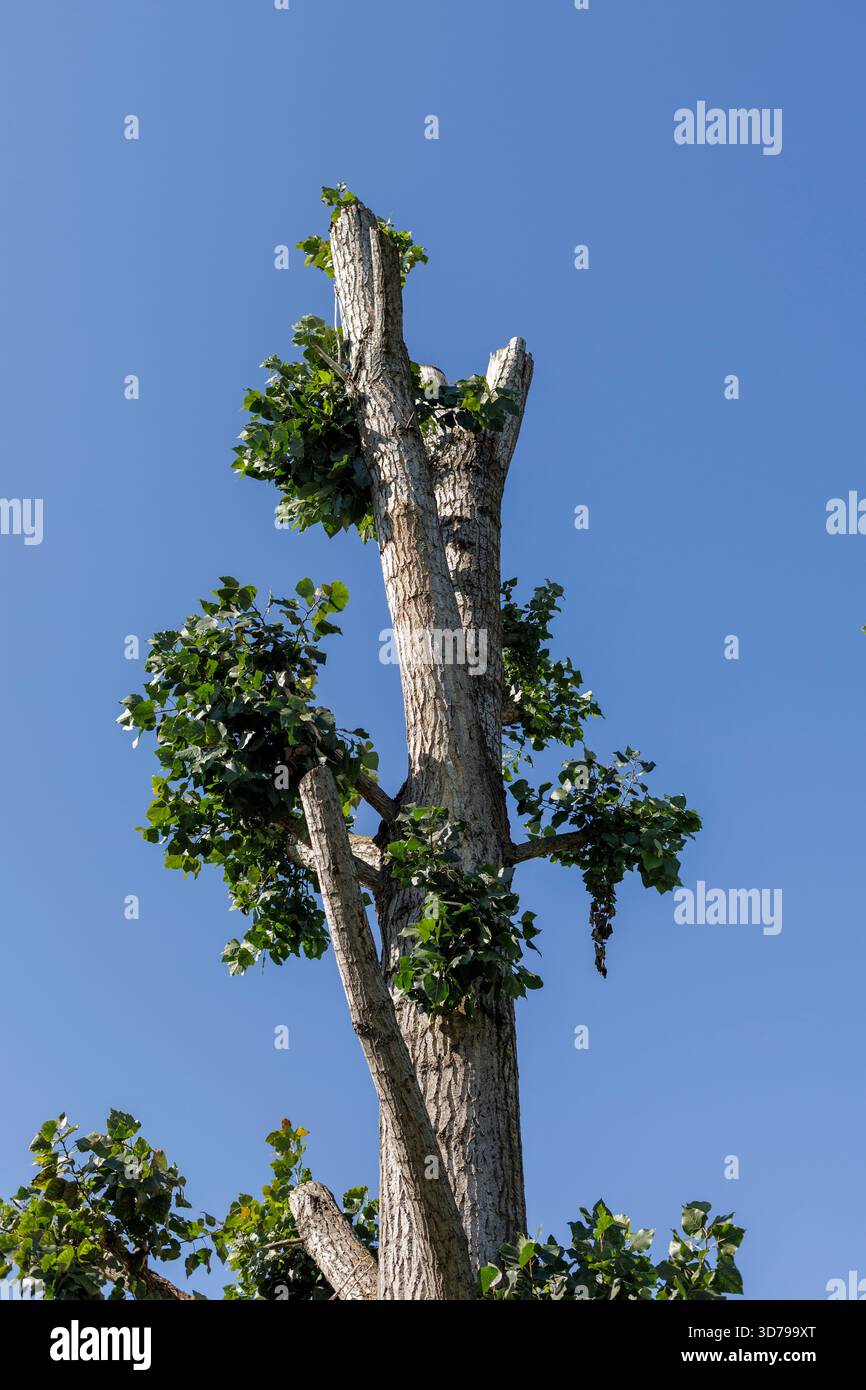 Arbre taillé se tient haut sous un ciel bleu clair Banque D'Images