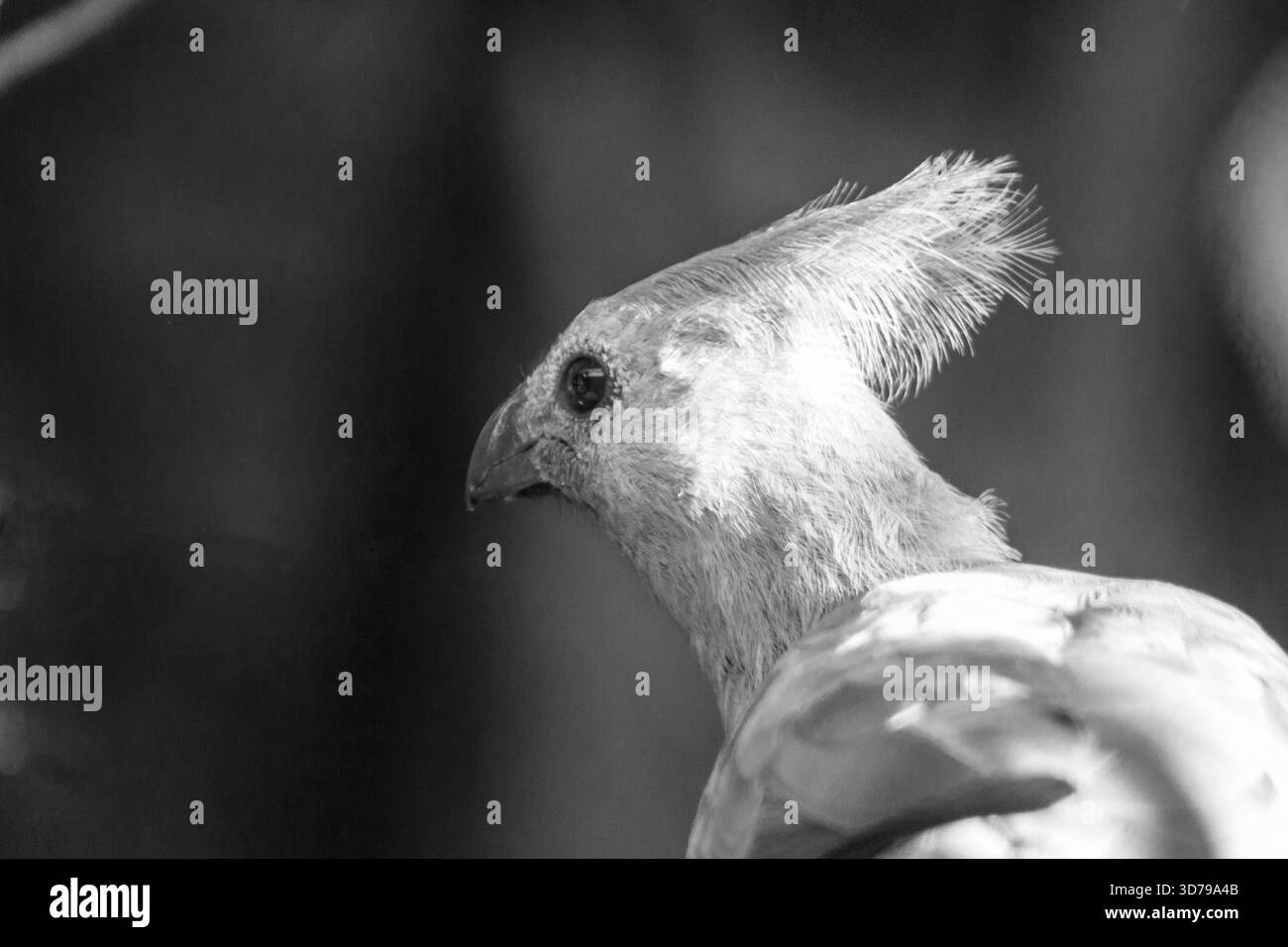 Photo de la tête en noir et blanc d'un oiseau gris, Crinifer concolor. Banque D'Images