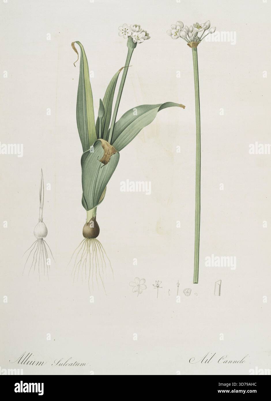 Allium sulcatum,' 1805 - 1816, par Pierre Joseph redouté (1759-1840). Aussi intitulé 'Allium neapolitanum ; ail cannelé Naples oignon.' Délivré à Paris par chez l'auteur, impr. De Didot jeune, dans le cadre d'une monographie en plusieurs parties. 2ème tirage limité. Concentrez-vous sur les feuilles, les fleurs, la botanique et les lis Banque D'Images