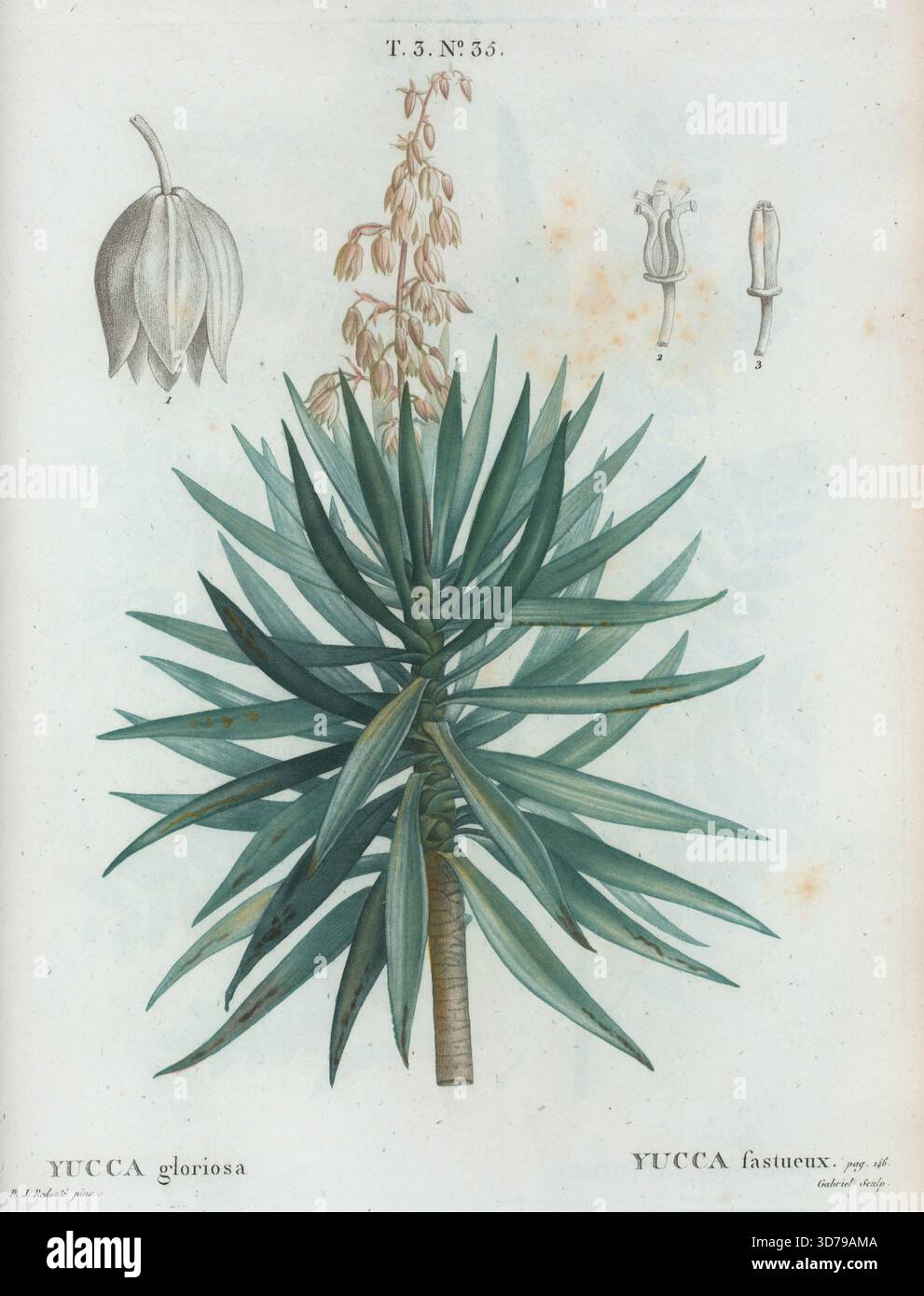 Yucca gloriosa (également connue sous le nom de Yucca fastueux ou la dague espagnole), illustrée par Pierre Joseph redouté entre 1801 et 1819. Délivré à Paris par chez Didot ainé. L'œuvre comprend des représentations d'arbres, de fleurs et d'arbustes de France Banque D'Images