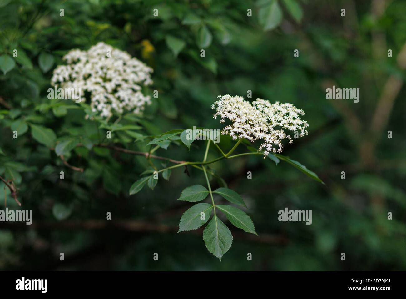 Les fleurs de sureau illuminent le feuillage dans un cadre boisé serein au début de l'été Banque D'Images