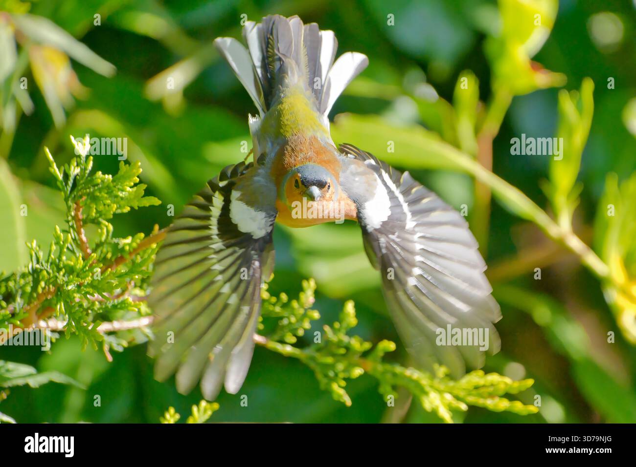 Le Chaffinch eurasien, le Chaffinch commun, ou simplement le Chaffinch (Fringilla coelebs), un petit oiseau passereau commun et répandu dans la famille des finch Banque D'Images