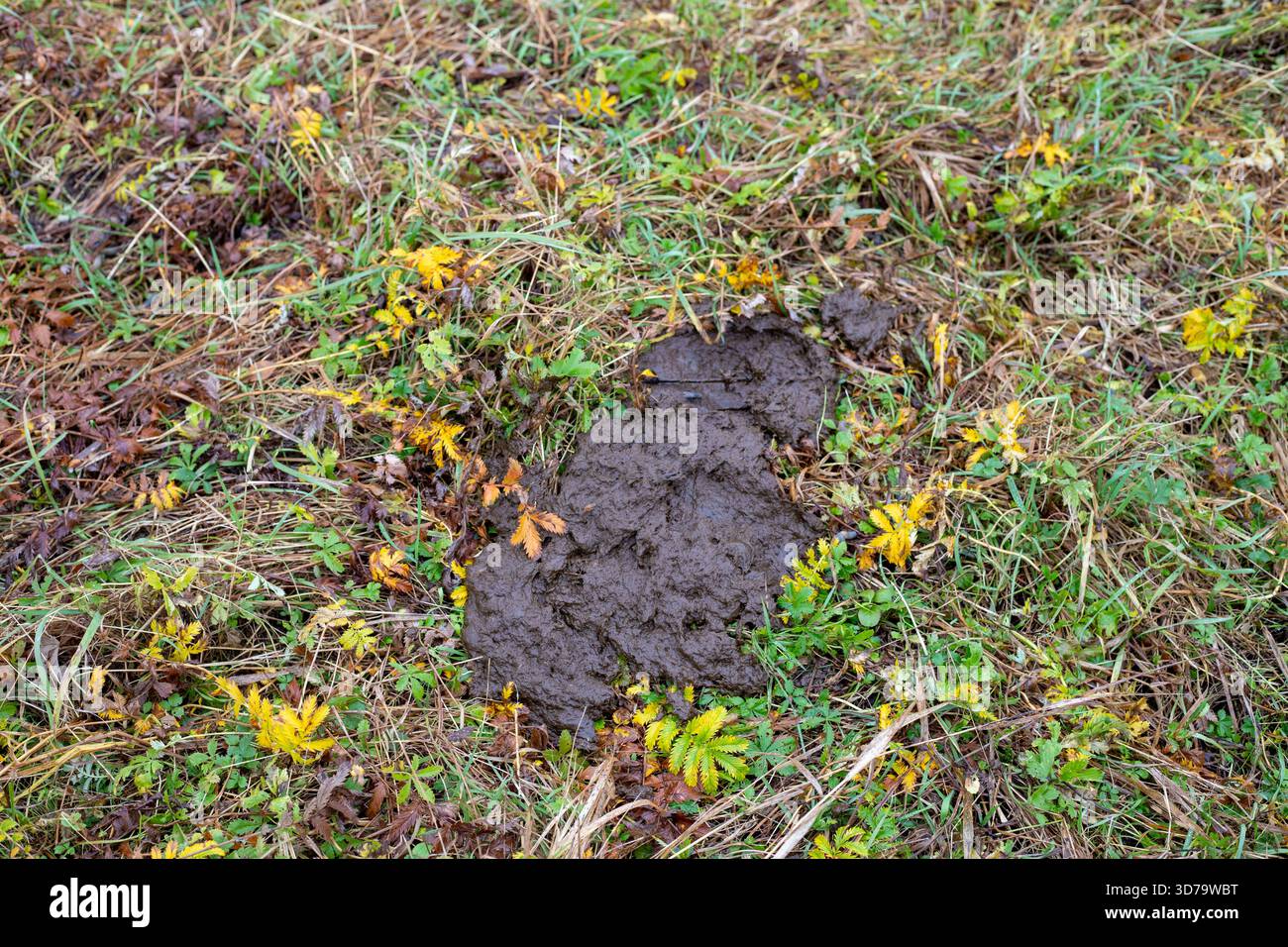 Gâteau de bouse de vache sur l'herbe verte gros plan. Fumier de vache sur le champ de la ferme dans la zone de pâturage des vaches. Vie rurale et bétail, engrais organique pour plantes conce Banque D'Images