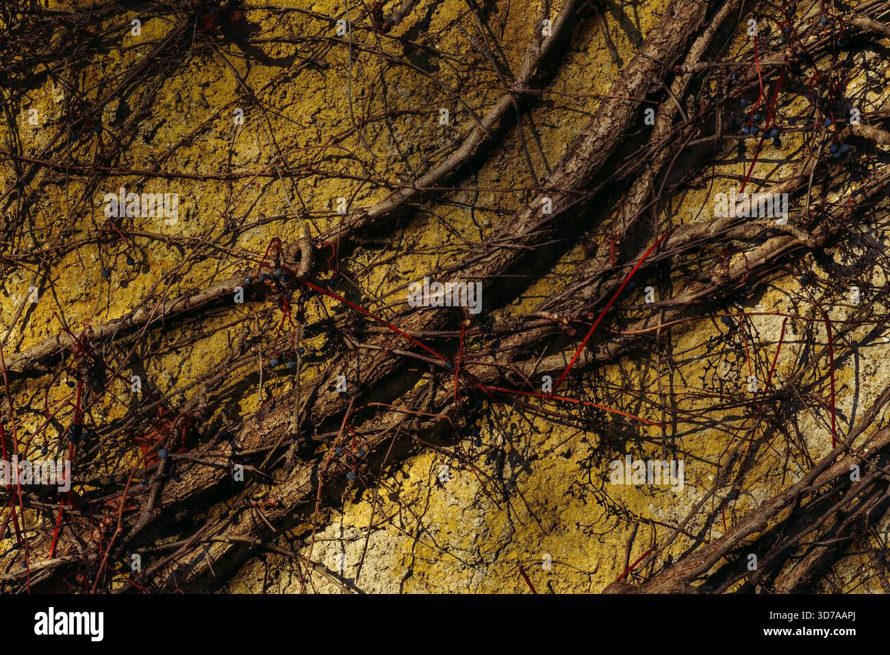 Gros plan de vignes séchées sur un mur jaune texturé Banque D'Images