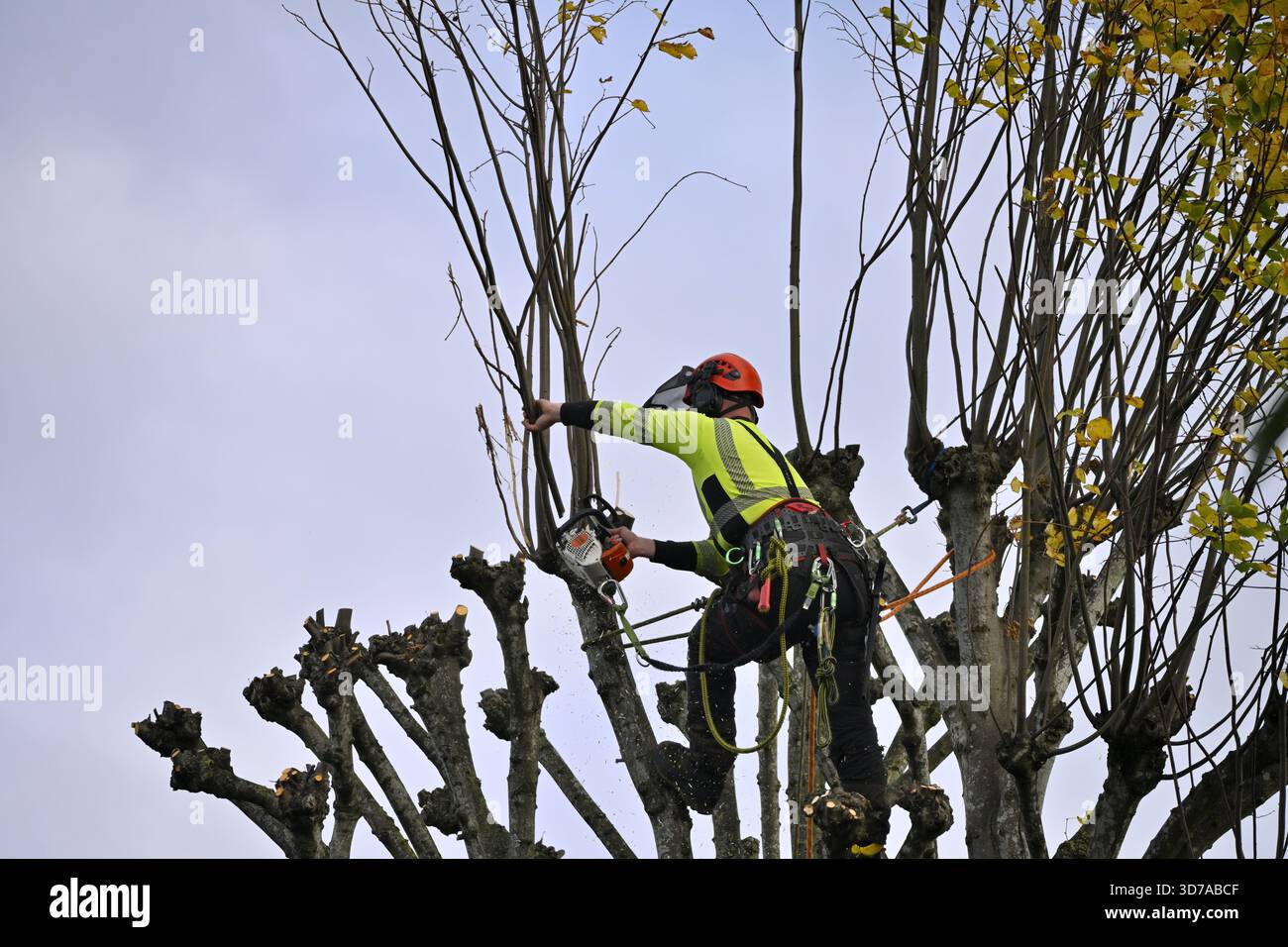 Un chirurgien d'arbre au travail élaguant des branches au citron vert de pollard Banque D'Images